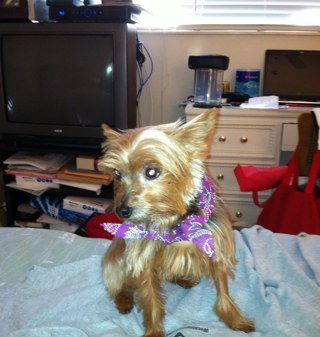 Ciaobella333's profile picture. 