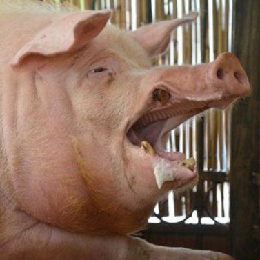 ZonaGajowego's profile picture. Żona Gajowego, głos sumienia jego. Siostra prof #ChujKutasińskiego i sojowo siostro niebinarnej naukowczyni #LuBinadwabaty. Brzydzę się alkoholem. #GoWegan, go!