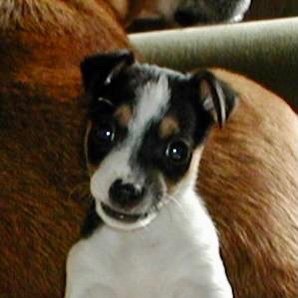 Highlighting and celebrating the work of small and lesser-known dog rescue charities mainly across the UK, giving dogs a second chance at a happy life.