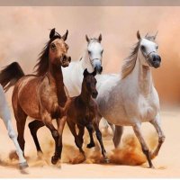 عبدالله عبدالسلام ⚖️ (@zovrig) 's Twitter Profile
