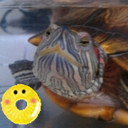daiyaTVXQ's profile picture. お気楽パート主婦。アカミミ🐢のぴょーちゃん溺愛(2018.3.28永眠😢) チャミペン✨でもユノペンでもある2人の東方神起💞Bigeast/ライオンズは箱推し️🦁☆梅ちゃん引退しちゃったけど頑張れ💪/サイサイ/go!go!vanillas