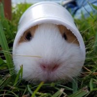 휴지 (@hyuji1141) 's Twitter Profile Photo