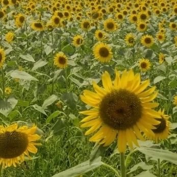 子供の頃から起こる、不思議なことを解明したくて自分を追求する日々でした。2023年のマヤ元旦を機に流れが変わった事に気付き、新たな世界を追求中です🌟
文章を文字数内にまとめる難しさ、過去の経験から、SNSが苦手になってしまった「自分のブロック」を外すために、メッセージを流してます✉️✨