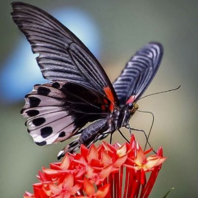 sganotra's profile picture. 