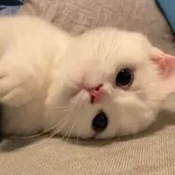 _leiii1's profile picture. 