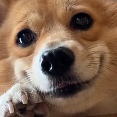 oreoooosbd's profile picture. 