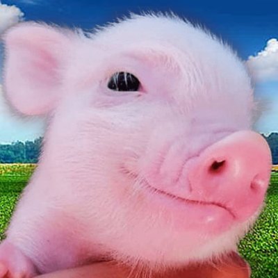 CTO_Sniper's profile picture. This is a Community Take Over project. Same Original Dev as 'Billy'! Telegram: https://t.co/wLwEUu9Eft  X: https://t.co/VyTYM9fy90