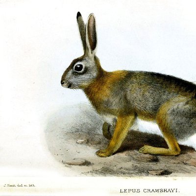 velveteen_robot's profile picture. Both the signifier and the signified

https://t.co/fMwPXXpDco