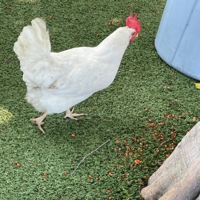 santanathesags's profile picture. 