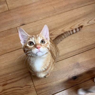 XNbAFPsCCwyf43H's profile picture. flumpoolとmisamoが大好きな会社員♀です😃よろしくお願いします。