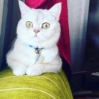 zeynepp809 (@zeynepp809) 's Twitter Profile