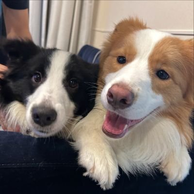 isitreallyalive's profile picture. ow2+mc ★ programmer