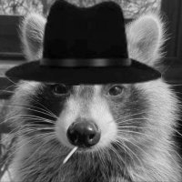 Wild Raccon (@gabrifg4016) 's Twitter Profile