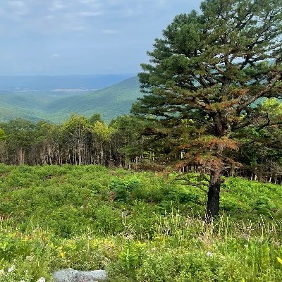 WeAllTwatch's profile picture. Grass is greener on the other side of the road