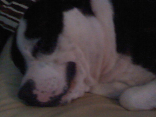 lmlynzmac's profile picture. I try to follow everyone that follows me and more.Need more followers though as hit my limit for now please follow!