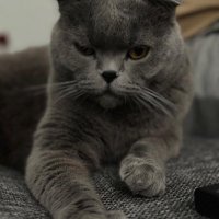 Shinyaku (@shinyaku88) 's Twitter Profile