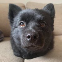 Rawdog CTO (@rawdog_sol) 's Twitter Profile Photo