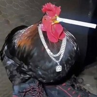 Kay pédefrango (@chickenf3et) 's Twitter Profile