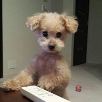 gonkota (@gondohnorimitsu) Twitter profile photo