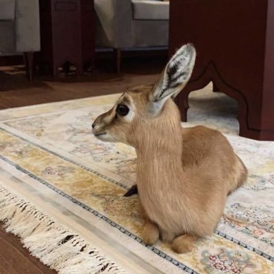 كِثر العطاء يورّثك الحسايف