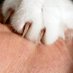 Meowder Mittens (@catspaw55) Twitter profile photo Meowder Mittens (@catspaw55) Twitter profile photo