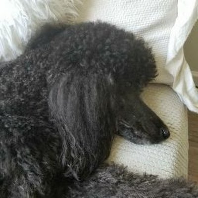 GabeAmadeusLau's profile picture. 