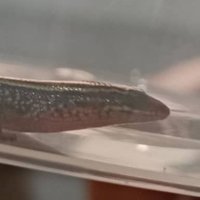 さい (@unstablebltch) 's Twitter Profile
