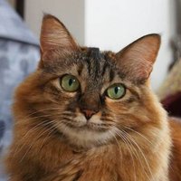 No2.Akiko.M (@akshoko1) 's Twitter Profile