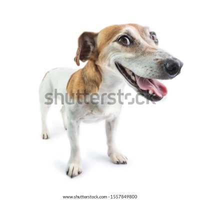 Gorgel Profile