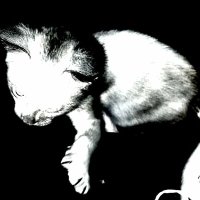 woke da silva (@frutigerluu) 's Twitter Profile Photo woke da silva (@frutigerluu) 's Twitter Profile Photo