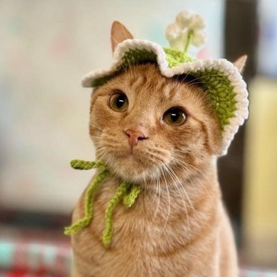 LILICATNIP's profile picture. LILI  catnip pusher 
meowssion catnip to all