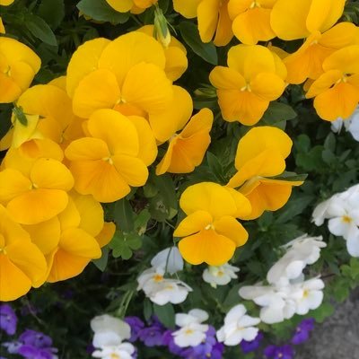 Priyank95917979's profile picture. 