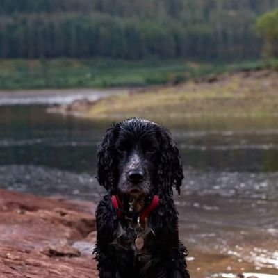 Dog of a Westminster researcher. Wandering the labyrinthine corridors of the Blob. Owner's words in @TheSpectator, @UnHerd, @TheCriticMag, and @spikedonline.