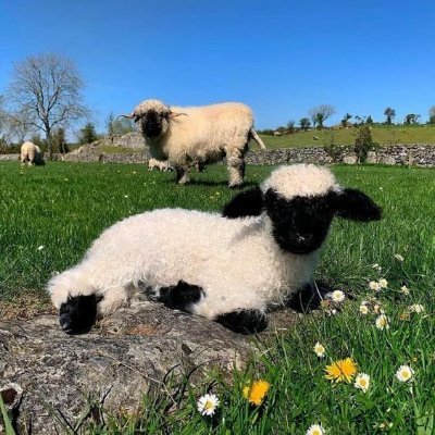 anoszoanos's profile picture. 