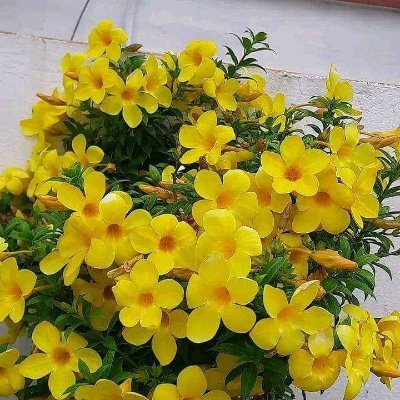 AyatulO46123's profile picture. #CrunchieOG