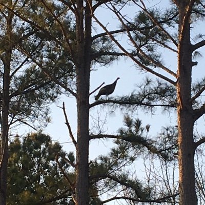 IGMAR223's profile picture. Average native born american!
Freedom lover! Sorry don't do the mail.
Just here for MAGA America🇺🇸