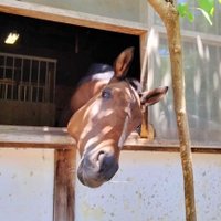 Horse Space 紡◆クラファン目標達成ありがとうございました！！◆ (@horsespace2) Twitter profile photo