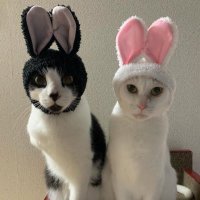 🎀ねねちゃん🎀 宣伝垢 (@netsum00) 's Twitter Profile Photo