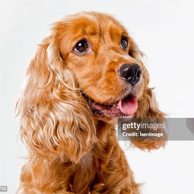 ulicia1264's profile picture. Amo leggere📖e scrivere✍️. Amo giocare con il mio cane🐶. . Gli animali🐾sono nostri amici e vanno rispettati🕊️.