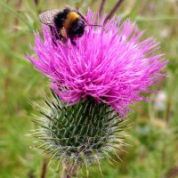 🏴󠁧󠁢󠁳󠁣󠁴󠁿 Fi The Tartan Tornado 🌪️ 💜 (@sparkyscot) 's Twitter Profile Photo