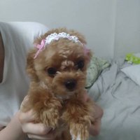 とうしょうももんが (@umapyoi_the3rd) 's Twitter Profile