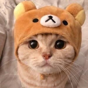 Bear Cat š» Profile