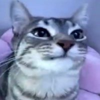 ลูกครึ่ง (Krung) (@senasgasp) 's Twitter Profile