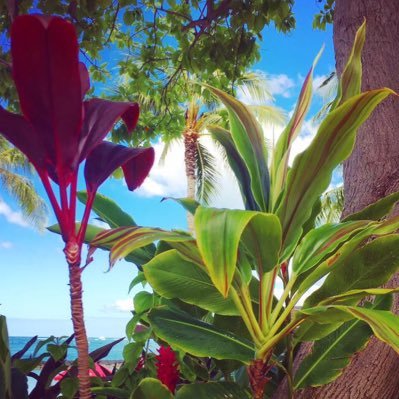 taiko_mauloa's profile picture. 