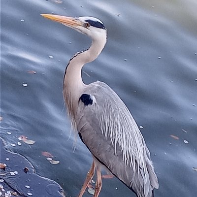 sunameri_water's profile picture. 非エロ系Ｇ的昭和産関西在の本とみゆきさんと地図と落語が好きな本物のオジサン(170*58)のアカウントです／ＩＮＴＰ－Ｔ／空の写真だけのアカウント→　@sunameri21