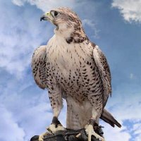 Abu Hady_M (@abuhady_m) Twitter profile photo