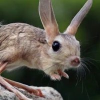 Little Jerboa 🔄 (@littlejerboa) 's Twitter Profile Photo Little Jerboa 🔄 (@littlejerboa) 's Twitter Profile Photo