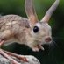 Little Jerboa 🔄 (@littlejerboa) Twitter profile photo Little Jerboa 🔄 (@littlejerboa) Twitter profile photo