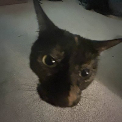 AviarmaSecret's profile picture. erm what the flip