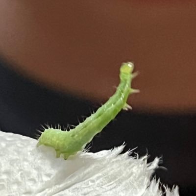 YCrssnt's profile picture. Free mind in a free wor(l)d.

*Musician and Researcher*